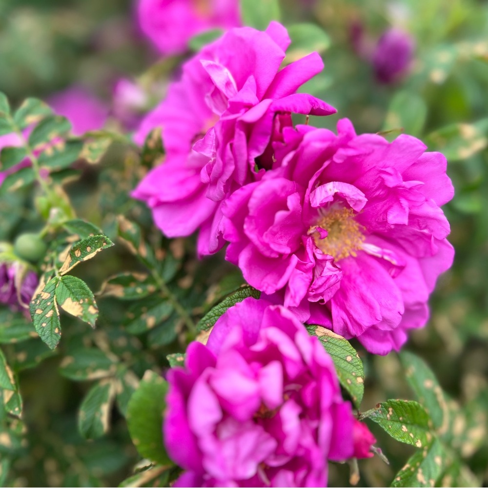 Meet your Posher, Stéphanie